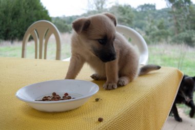 köpek yiyor