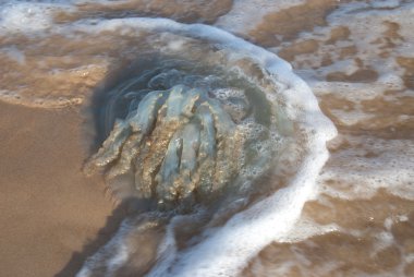 Medusa beach Atlantik Okyanusu üzerinde