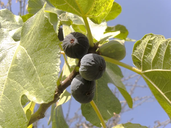 The black figs on the branch — Stock Photo, Image