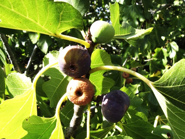 The figs on the branch — Stock Photo, Image