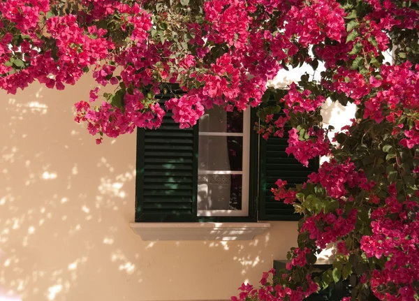 Окно из дома с красивым цветком — стоковое фото