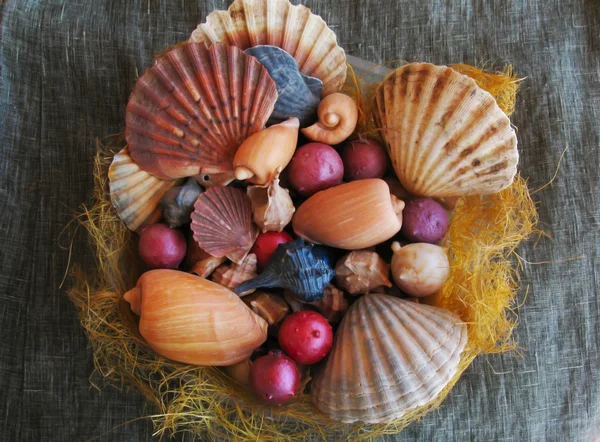 Composição Seashells — Fotografia de Stock