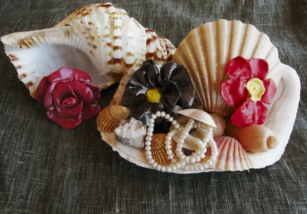 Composición de conchas marinas —  Fotos de Stock