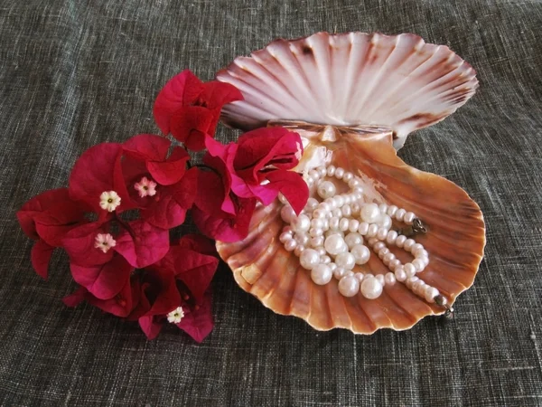 Collar de perle con concha marina —  Fotos de Stock
