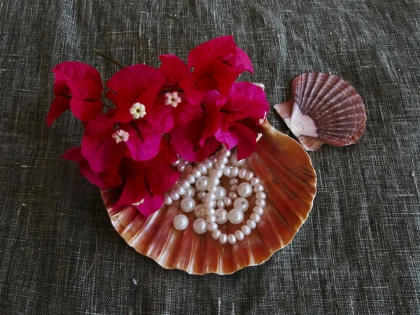 貝殻と perle 首輪 — ストック写真