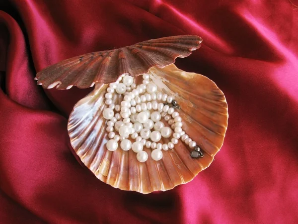Perle kraag met zeeschelp — Stockfoto