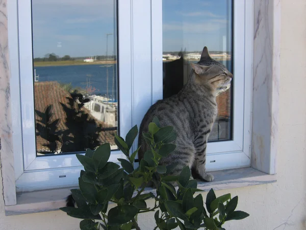 Penceredeki kedi