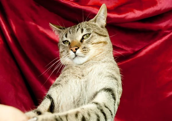 Le chat tremble de main — Photo