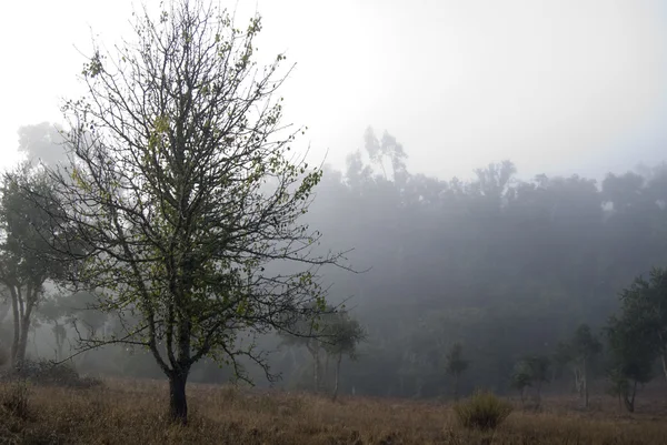 stock image The fog at the forest in a morning