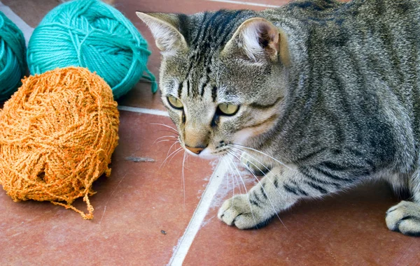 Cat with yarn — Stock Photo, Image