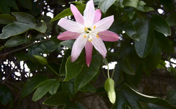 Passionflower różowy — Zdjęcie stockowe