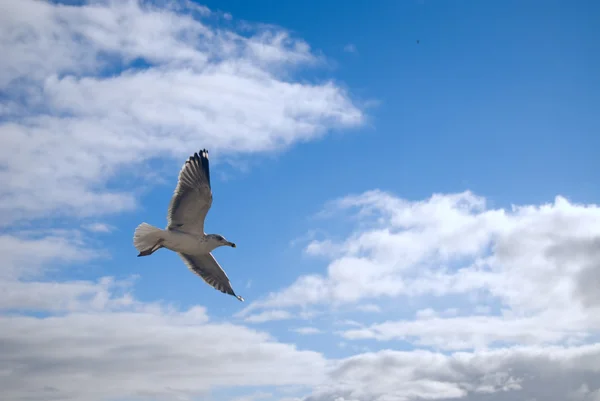 A seagull in flight — Stock Photo, Image