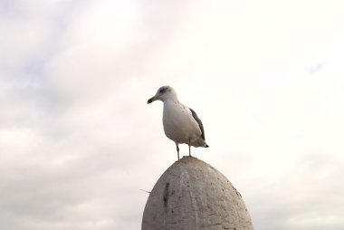 The seagull sits on a column