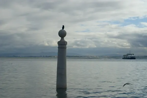 stock image The seagull sits on a column