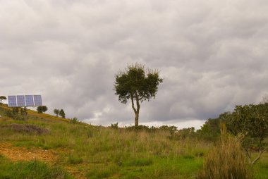 ağaç manzara