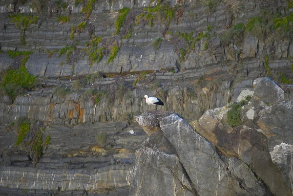 La cigüeña sobre una roca del océano Atlántico — Foto de Stock