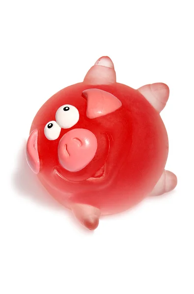 stock image Pig