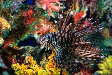 Beautiful lion fish clipart