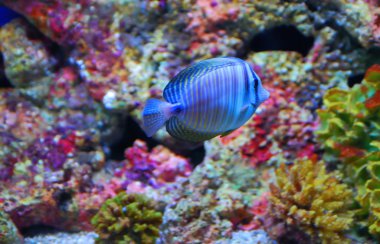 renkli mercan tropikal balık