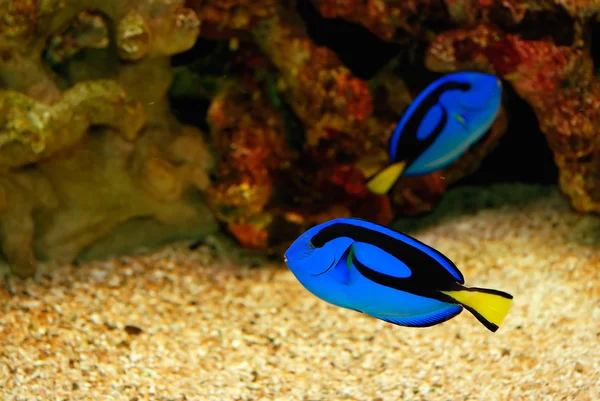 Hermoso pez azul —  Fotos de Stock