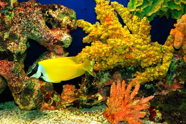 Hermoso pez amarillo —  Fotos de Stock
