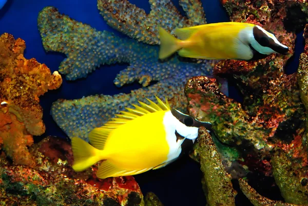 Žlutá ryba — Stock fotografie