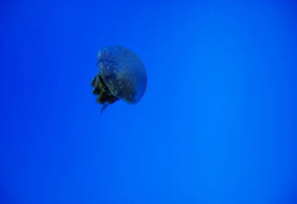 Medusas no mar — Fotografia de Stock
