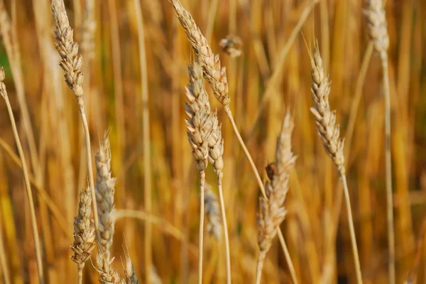 stock image Cereal field