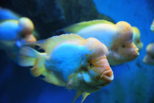 Tropikalne ryby w głębokich warstwach morza — Zdjęcie stockowe