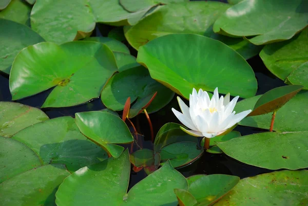 stock image Water lily