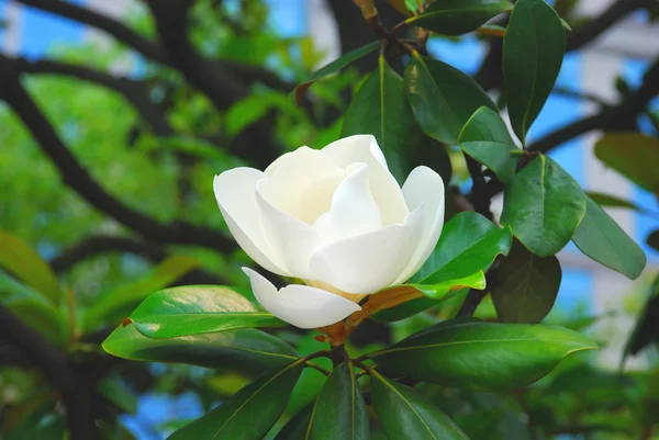 stock image Beautiful magnolia