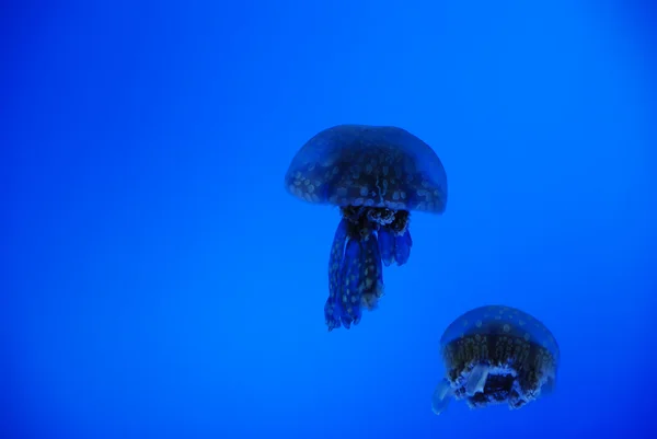 Medusas en el mar —  Fotos de Stock