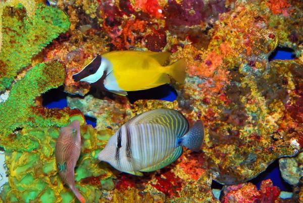 Peces tropicales en los coloridos corales —  Fotos de Stock