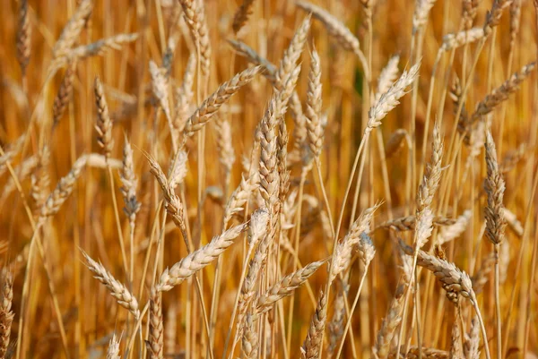 stock image Cereal field