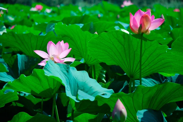 stock image Beautiful lotus