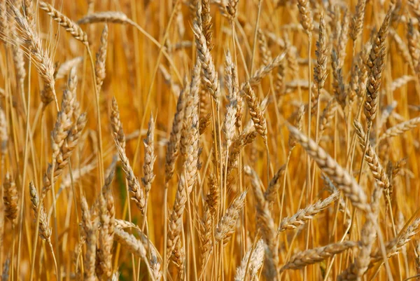 stock image Cereal field