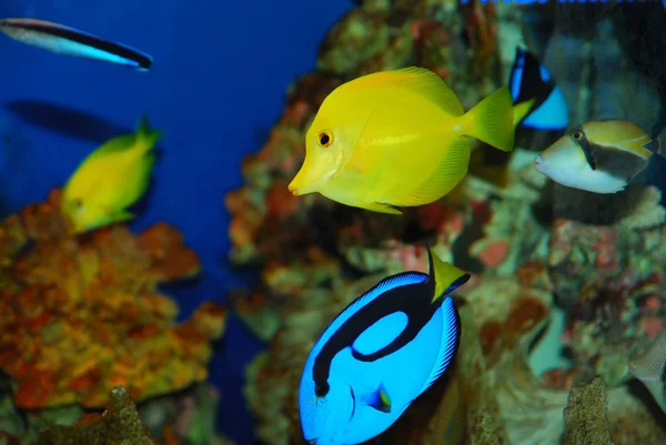 カラフルなサンゴの熱帯魚 — ストック写真