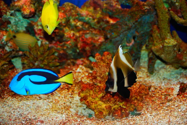 Peces tropicales en los coloridos corales —  Fotos de Stock
