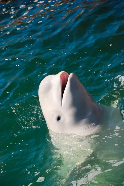 Biały wieloryb — Zdjęcie stockowe