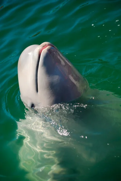 Biały wieloryb — Zdjęcie stockowe