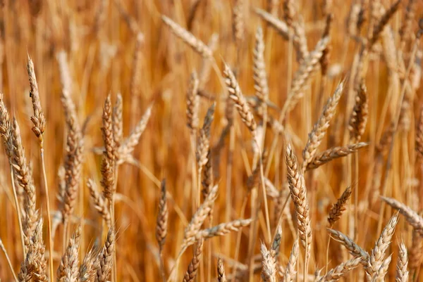 stock image Cereal field