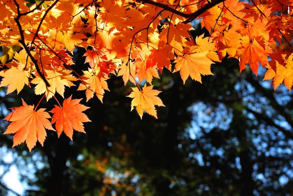 Красный и желтый кленовые листья — стоковое фото