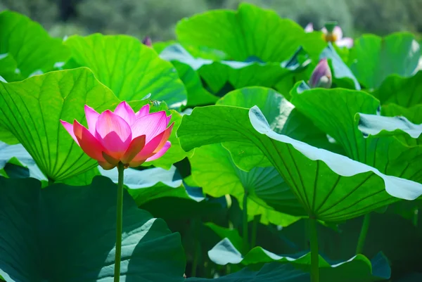 stock image Beautiful lotus