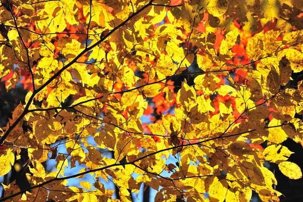 黄色の葉 — ストック写真