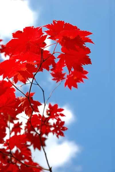 Rote Ahornblätter — Stockfoto