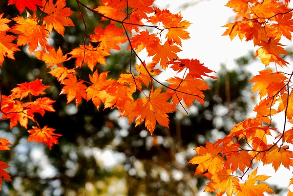 赤いカエデの葉 — ストック写真