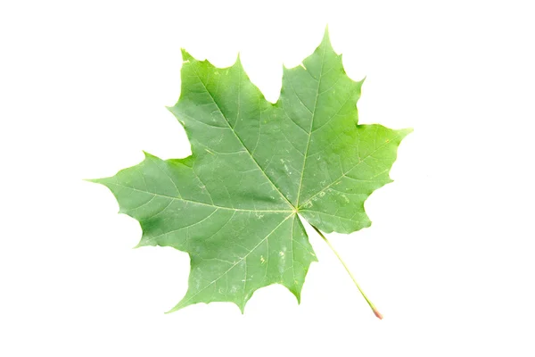 stock image Maple leaf