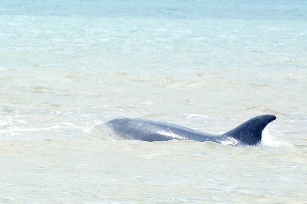 Delfín — Foto de Stock