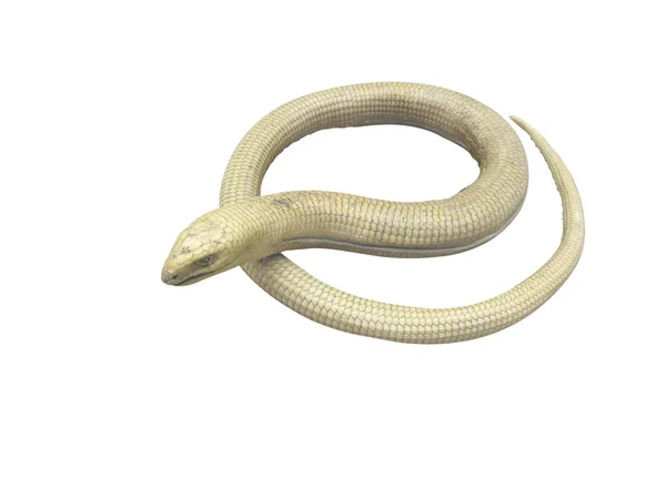 Serpentiform 蜥蜴 — 图库照片
