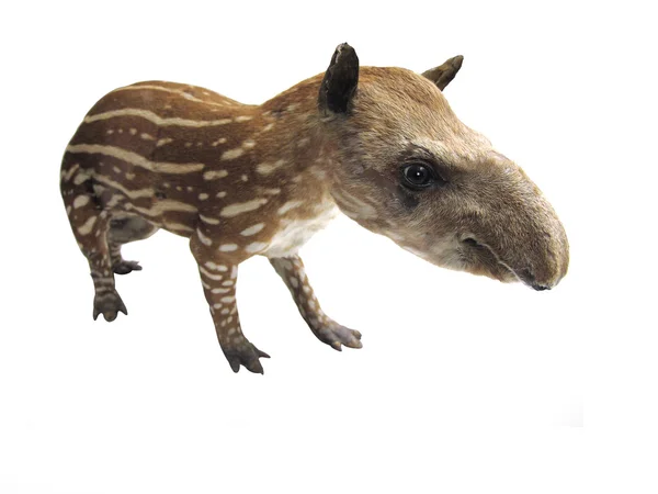 Тапир — стоковое фото
